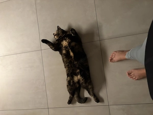 Liebevolles Katzen-Duo sucht neues Zuhause  Bild 3