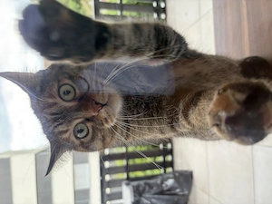 Liebevolles Katzen-Duo sucht neues Zuhause  Bild 2