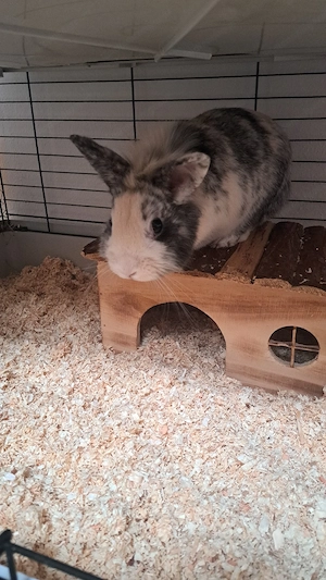 Hasenduo sucht neuen Lebensplatz Bild 3