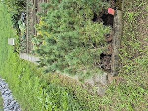 10 jährige Zirbenpflanzen Bild 2