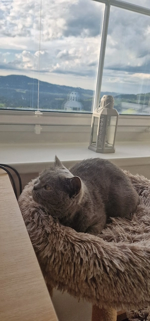 Lora, Britisch Kurzhaar  Bild 2