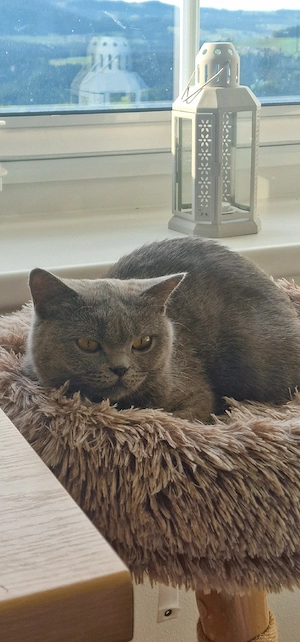 Lora, Britisch Kurzhaar  Bild 3