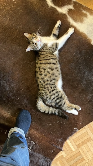 Katze an ein liebevolles für immer Zuhause abzugeben Bild 5