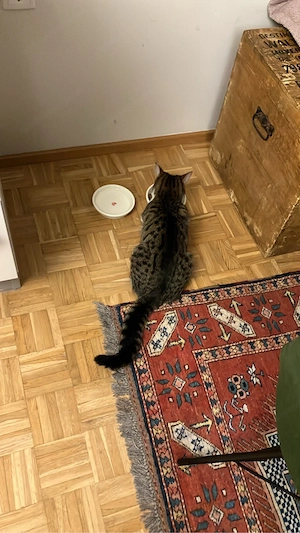 Katze an ein liebevolles für immer Zuhause abzugeben Bild 2