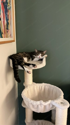 Katze an ein liebevolles für immer Zuhause abzugeben Bild 3