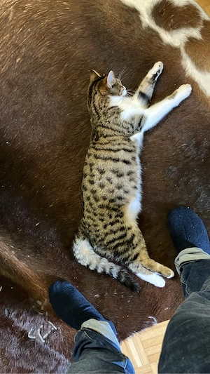 Katze an ein liebevolles für immer Zuhause abzugeben Bild 4