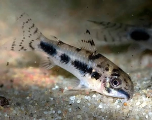 Suche Corydoras panda oder Corydoras habrosus (Panzerwelse) in Vorarlberg Bild 2