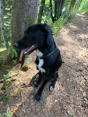 Hund Lui abzugeben Bild 3
