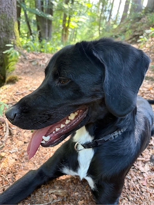 Hund Lui abzugeben Bild 2