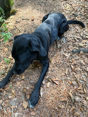 Hund Lui abzugeben Bild 4