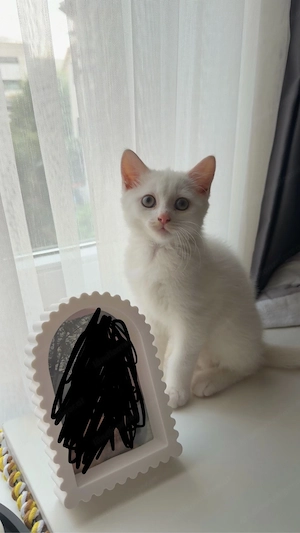 katze zuverkaufen