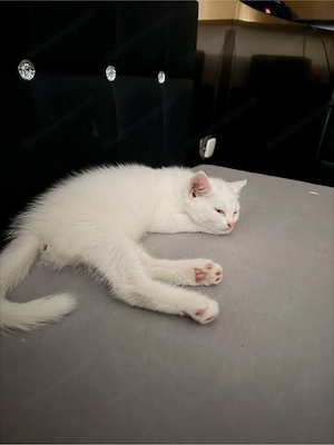 katze zuverkaufen Bild 3