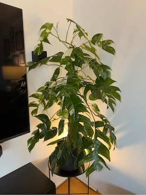 Zimmerpflanze Epipremnum pinnatum Variegata Bild 3