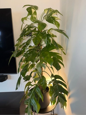Zimmerpflanze Epipremnum pinnatum Variegata Bild 5