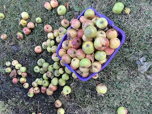 Äpfel für Mus , Most oder Essig Abholung gratis  Bild 3