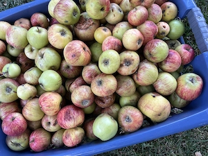 Äpfel für Mus , Most oder Essig Abholung gratis  Bild 2