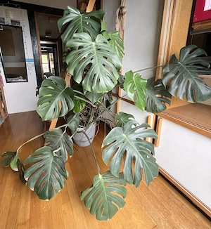Monstera zu verkaufen mit Topf Bild 2