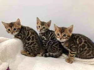 Niedliche Bengalkätzchen zur Adoption