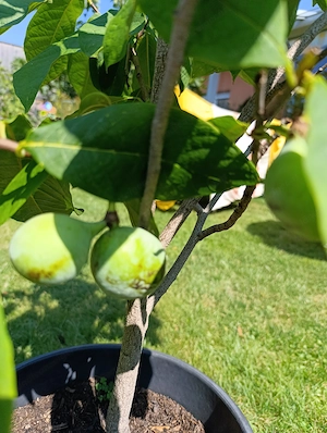Indianerbanane PAWPAW - winterhart! Bild 5