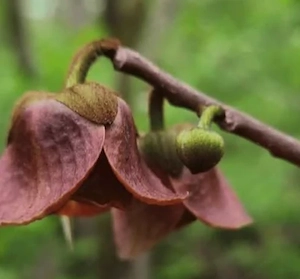 Indianerbanane PAWPAW - winterhart!