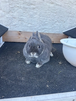 zwergkaninchen   Bild 3