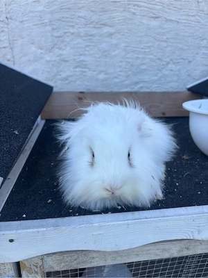 zwergkaninchen   Bild 4