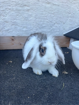 zwergkaninchen  