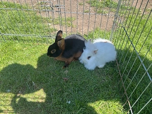zwergkaninchen   Bild 2