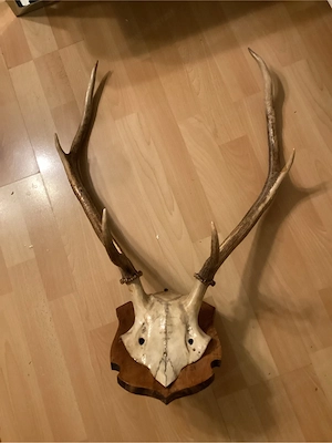 Hirschgeweih
