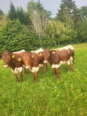 Org. Pinzgauer Rind Bild 3