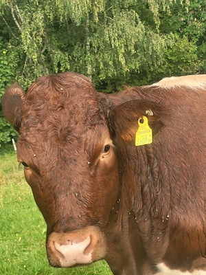 Org. Pinzgauer Rind Bild 2