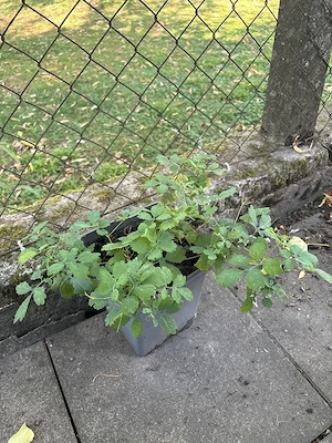 Schöllkraut