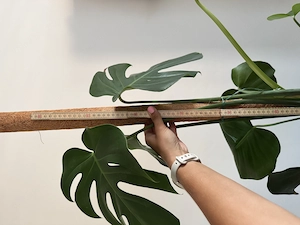 Fensterplatz, Monstera  Bild 2