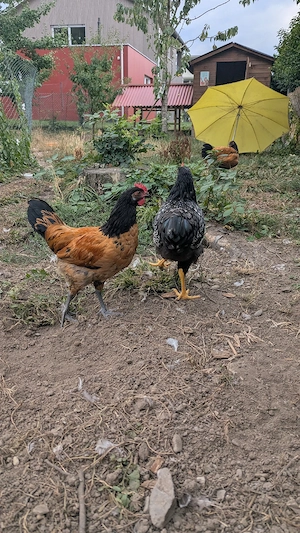Barnevelder und Vorwerk Hahn
