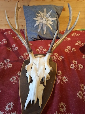 Jagdtrophäen zu verkaufen Bild 2