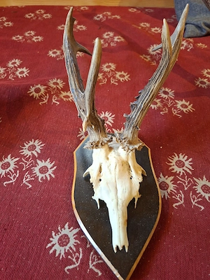 Jagdtrophäen zu verkaufen Bild 3
