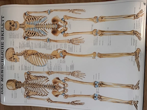 Anatomieposter Bild 2