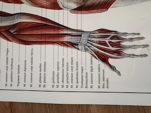 Anatomieposter Bild 4