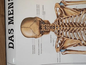 Anatomieposter Bild 3
