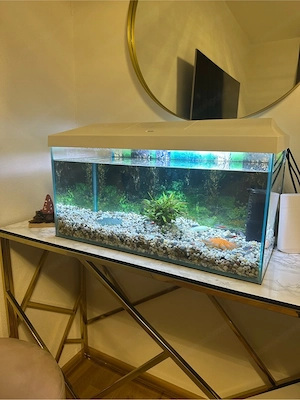 Aquarium 60L Bild 3