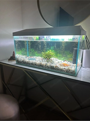 Aquarium 60L Bild 2