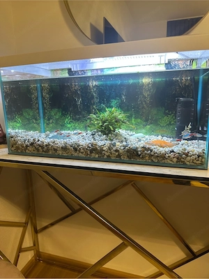 Aquarium 60L Bild 4