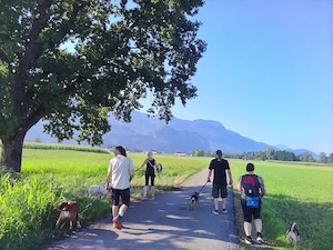  Der Hundesportverein Happy Molosser Safe Place sucht immer noch eine WIESE ZUR PACHT!  Bild 3
