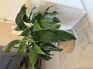Einblatt   Spathiphyllum   ca. 70cm hoch   ca. 80cm breit
