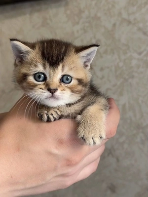Scottish Fold Kurzhaar-Kätzchen (männlich). Bild 5