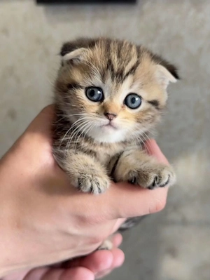 Scottish Fold Kurzhaar-Kätzchen (männlich). Bild 3
