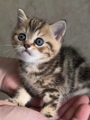 Scottish Fold Kurzhaar-Kätzchen (männlich). Bild 2