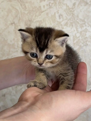 Scottish Fold Kurzhaar-Kätzchen (männlich). Bild 4