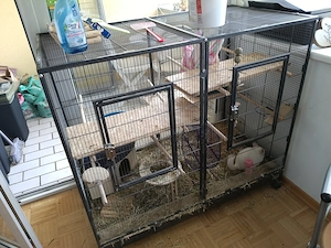 Chinchilla und Käfig  Bild 2