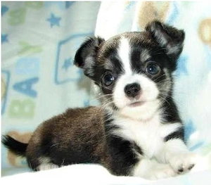 Chihuahua-Hündin (12 Wochen) gesund & geimpft   Dringend abzugeben! Bild 2